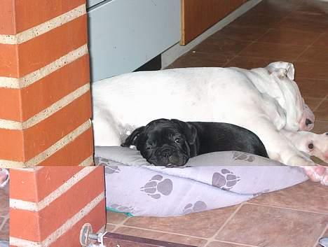 Fransk bulldog QUARK - Afhentning 8 uger gl.,  putter han med sin Engelske ven Alfred sidste gang. billede 3
