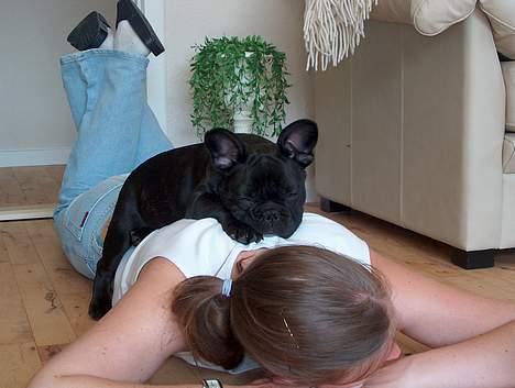 Fransk bulldog QUARK - 2 månder gammel, her putter han på sin Mor. Det er super hygge.... billede 4