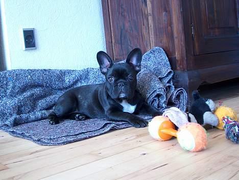 Fransk bulldog QUARK - Quark 2 1/2 måned - i hygge hjørnet. billede 5