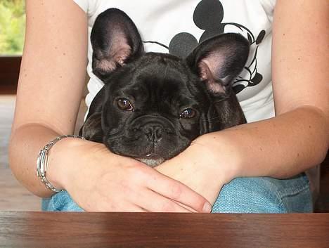 Fransk bulldog QUARK - 3 måneder, nu putter jeg lige igen hos min mor...  billede 6