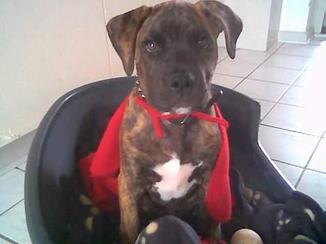 Amerikansk bulldog Buster - Da da da daaa.. Her kommer Super Buster! billede 2