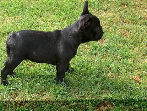 Fransk bulldog QUARK - En tur i haven og "snage" - 3 månder gammel billede 8