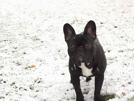Fransk bulldog QUARK - Første gang jeg oplever sne, det er sjovt.... 9 måneder gammel billede 10
