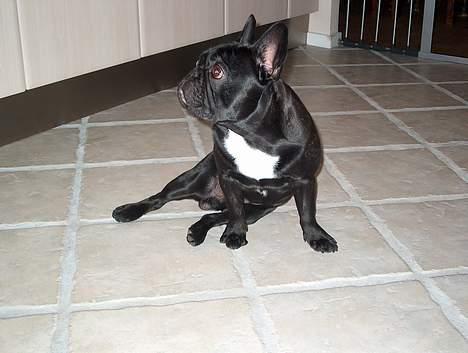 Fransk bulldog QUARK - Sidder lige og følger med i køkkenet - 8 måneder gammel. billede 11
