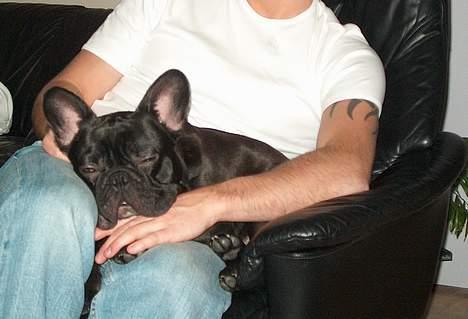 Fransk bulldog QUARK - Putte med sin far er dejligt, for jeg er jo en farshund....... billede 14