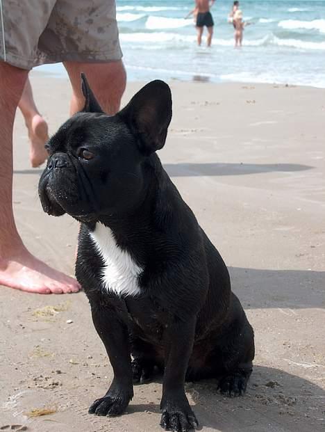 Fransk bulldog QUARK - Her er han med på stranden, der er meget og holde øje med. 1 år og 4 måneder. billede 16