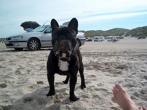 Fransk bulldog QUARK - Madglad er jeg altid, men sand er ikke sagen....  billede 17