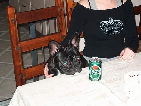 Fransk bulldog QUARK - Må jeg ikke nok få en tår øl..... Please. billede 19