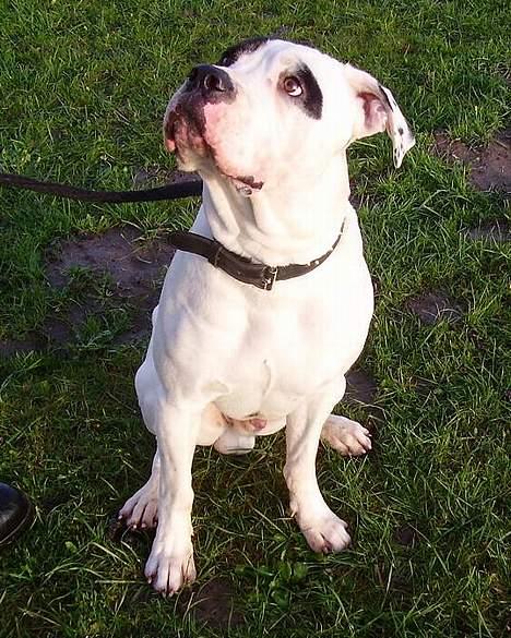 Amerikansk bulldog Matti Vega - Får jeg ingen belønning? billede 13