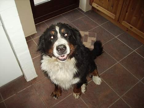 Berner sennenhund Adi billede 1