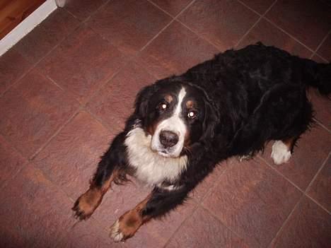 Berner sennenhund Adi billede 2