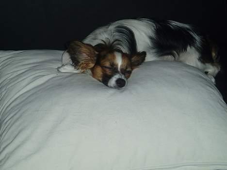 Papillon Tulle billede 20