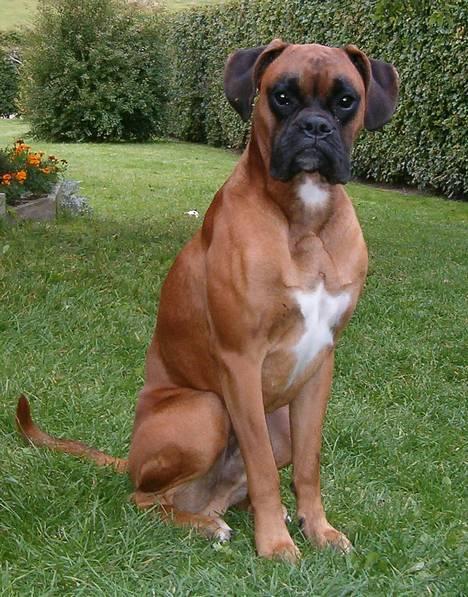 Boxer Bølle - 2005 billede 15