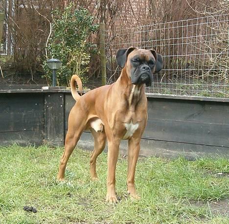 Boxer Bølle - 2007 billede 16