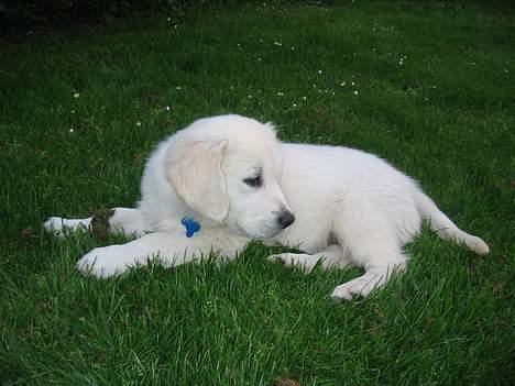 Golden retriever Charlie billede 4