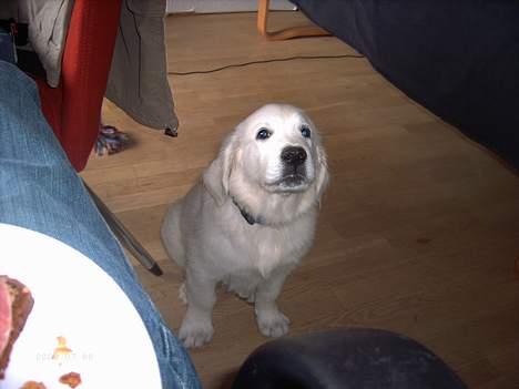 Golden retriever Charlie billede 5