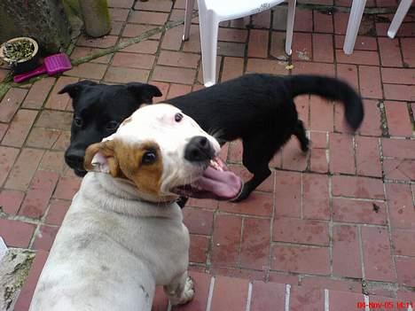 Blanding af racer (Bull/Rott) Morgan R.I.P - Se min nye ven... ihh det er dejligt med nye venner *SS* billede 16