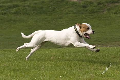 Blanding af racer (Bull/Rott) Morgan R.I.P - tonser billede 17