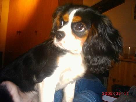 Cavalier king charles spaniel SAMMIE :) - hej er jeg ikke bare sød.... billede 7