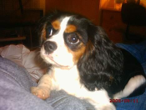 Cavalier king charles spaniel SAMMIE :) - Hvorfor kigger du sådan på mig? billede 8