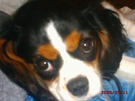 Cavalier king charles spaniel SAMMIE :) - det er så hårdt at være hvalp... billede 9