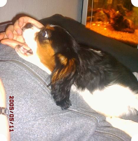 Cavalier king charles spaniel SAMMIE :) - Så skal der leges... billede 10