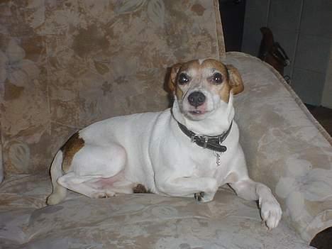 Blanding af racer Fido - ja jeg er da dejlig billede 1