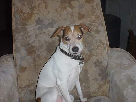 Blanding af racer Fido billede 2