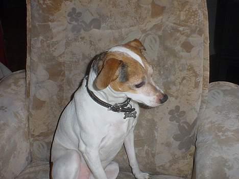 Blanding af racer Fido billede 3