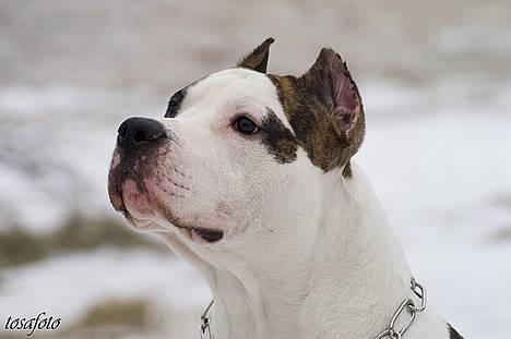 Amerikansk staffordshire terrier Wido Swoboda billede 11