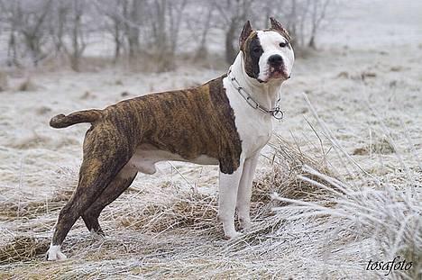 Amerikansk staffordshire terrier Wido Swoboda billede 12