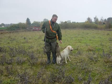 Labrador retriever Zena billede 9