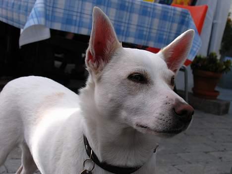 Blanding af racer Delle - Her er delle lidt træt. Det er min storebrors 18 års fødselsdag .  billede 2