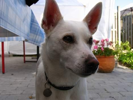 Blanding af racer Delle - Hun står og tigger . Der er mad på bordet ..  :) billede 3