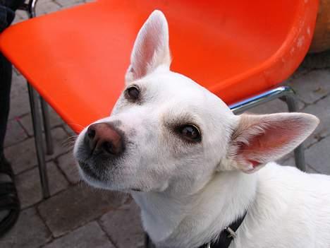 Blanding af racer Delle - Prøv og se hvor dejlig hun er . <3 billede 4