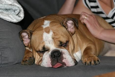 Engelsk bulldog Anna - min lille bubawski billede 20