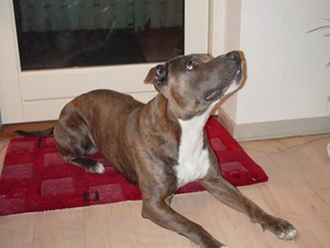 Amerikansk staffordshire terrier Silver(Død) billede 5