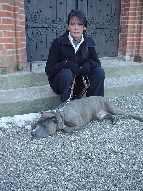 Amerikansk staffordshire terrier Silver(Død) billede 6