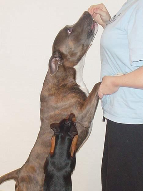 Amerikansk staffordshire terrier Silver(Død) billede 7