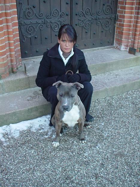 Amerikansk staffordshire terrier Silver(Død) billede 8