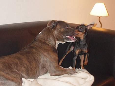 Amerikansk staffordshire terrier Silver(Død) - Her er det mig der bestemmer billede 9