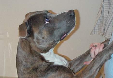 Amerikansk staffordshire terrier Silver(Død) - Be pænt om... billede 10