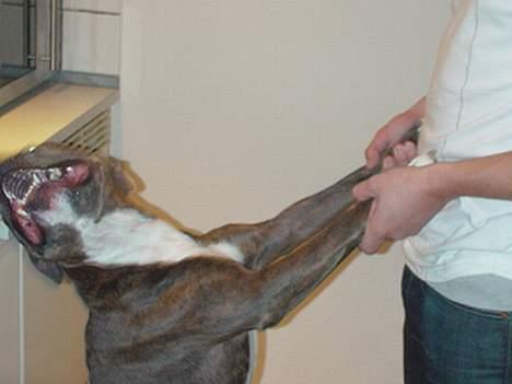 Amerikansk staffordshire terrier Silver(Død) - SMIL   billede 11