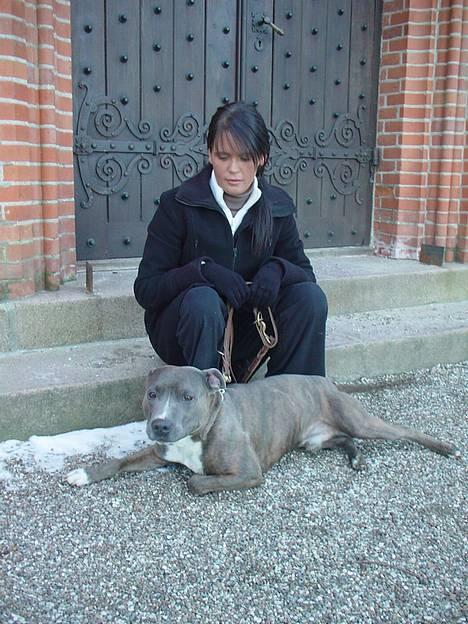 Amerikansk staffordshire terrier Silver(Død) billede 12