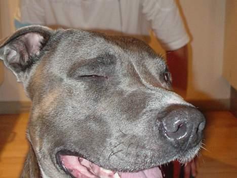 Amerikansk staffordshire terrier Silver(Død) - Yearh right girls billede 13