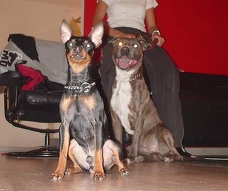 Amerikansk staffordshire terrier Silver(Død) billede 14