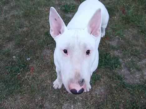Bullterrier Vili - Hvad laver du mor?? billede 1