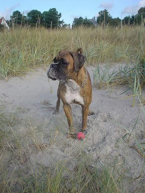 Boxer Conrad - Far og mor har taget mig med på min EGEN strand, med min EGEN bold,.. men se.. der er en hund der garanteret er ude på at nuppe bolden fra mig :-( billede 10