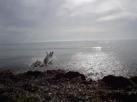 Boxer Conrad - Arrrhhh skønt,.... Masser af slam!! billede 11