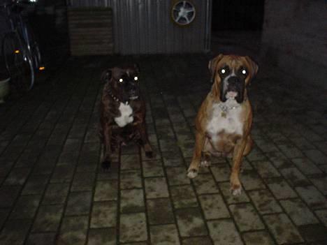 Boxer Conrad - Her er Conrad så med sin mor, som var meget glad for at se sin store unge :-) billede 12